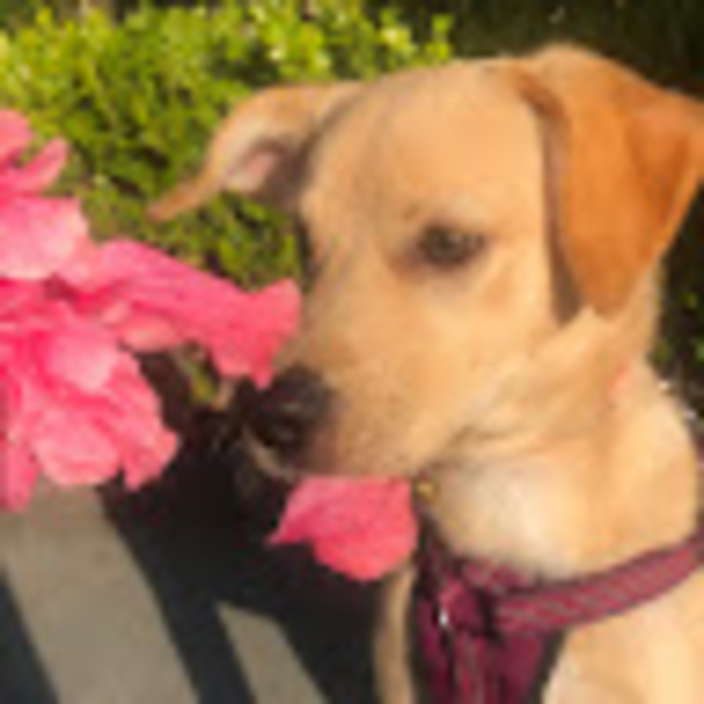 Meet your Posher, Chloe